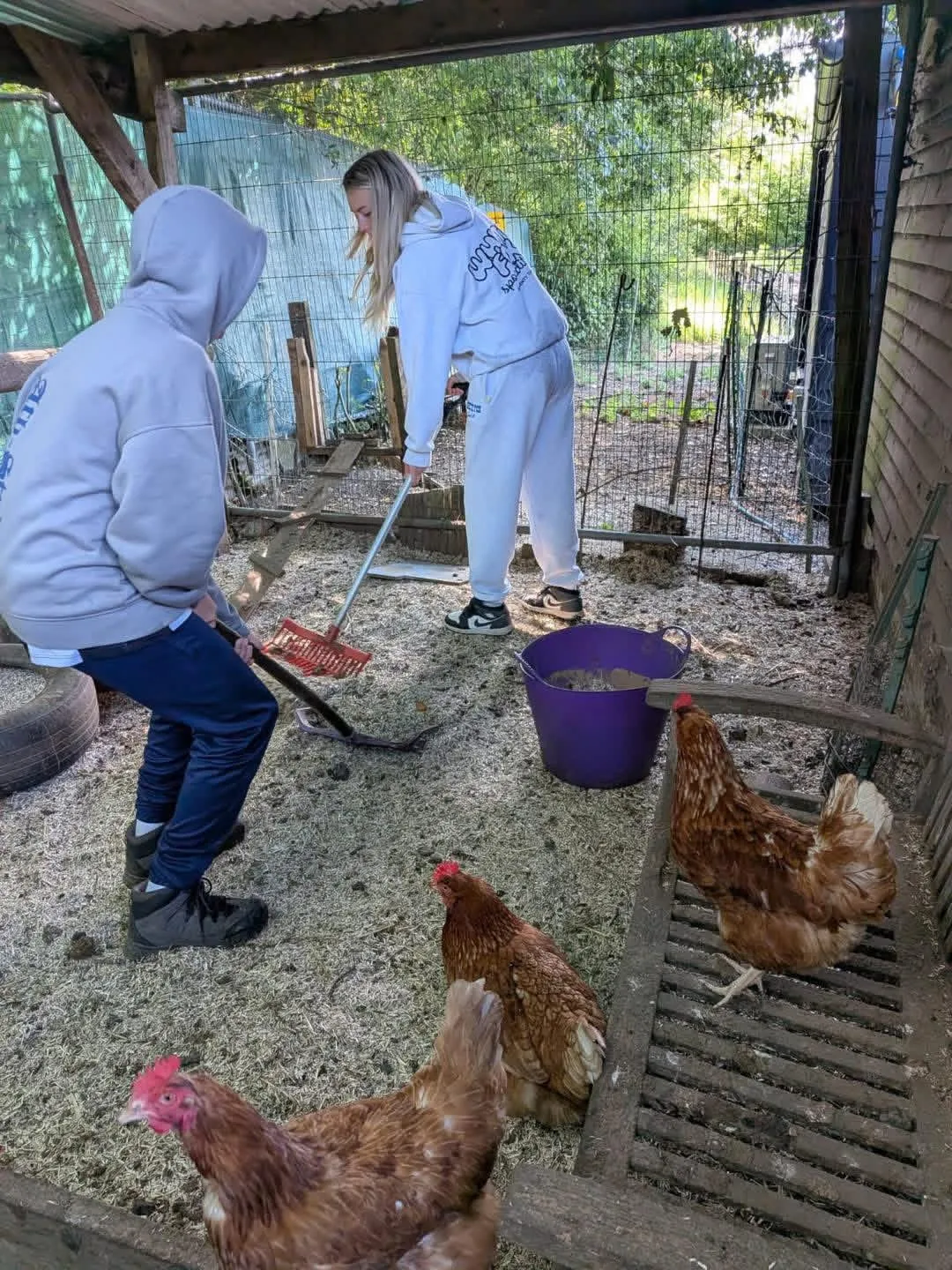 Young people completing animal care tasks with chickens at TEAL CIC
