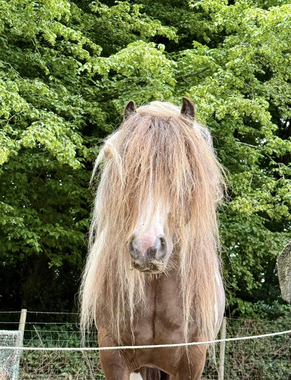 Smokey the Irish Cob standing in front of green trees