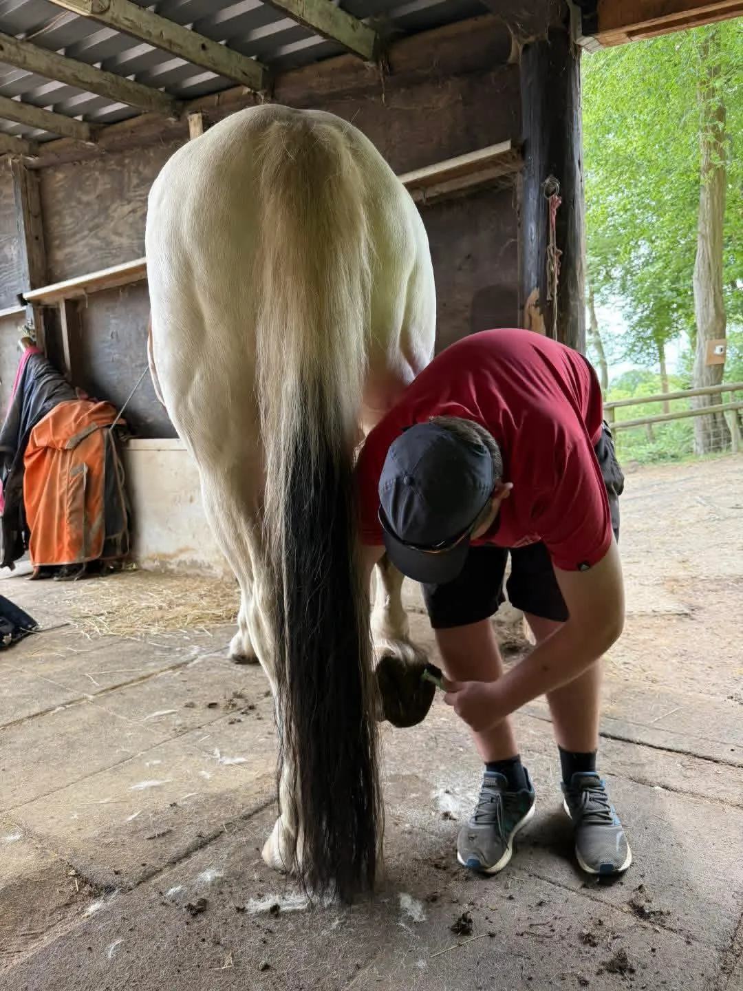 Learner developing practical equine care skills with a horse